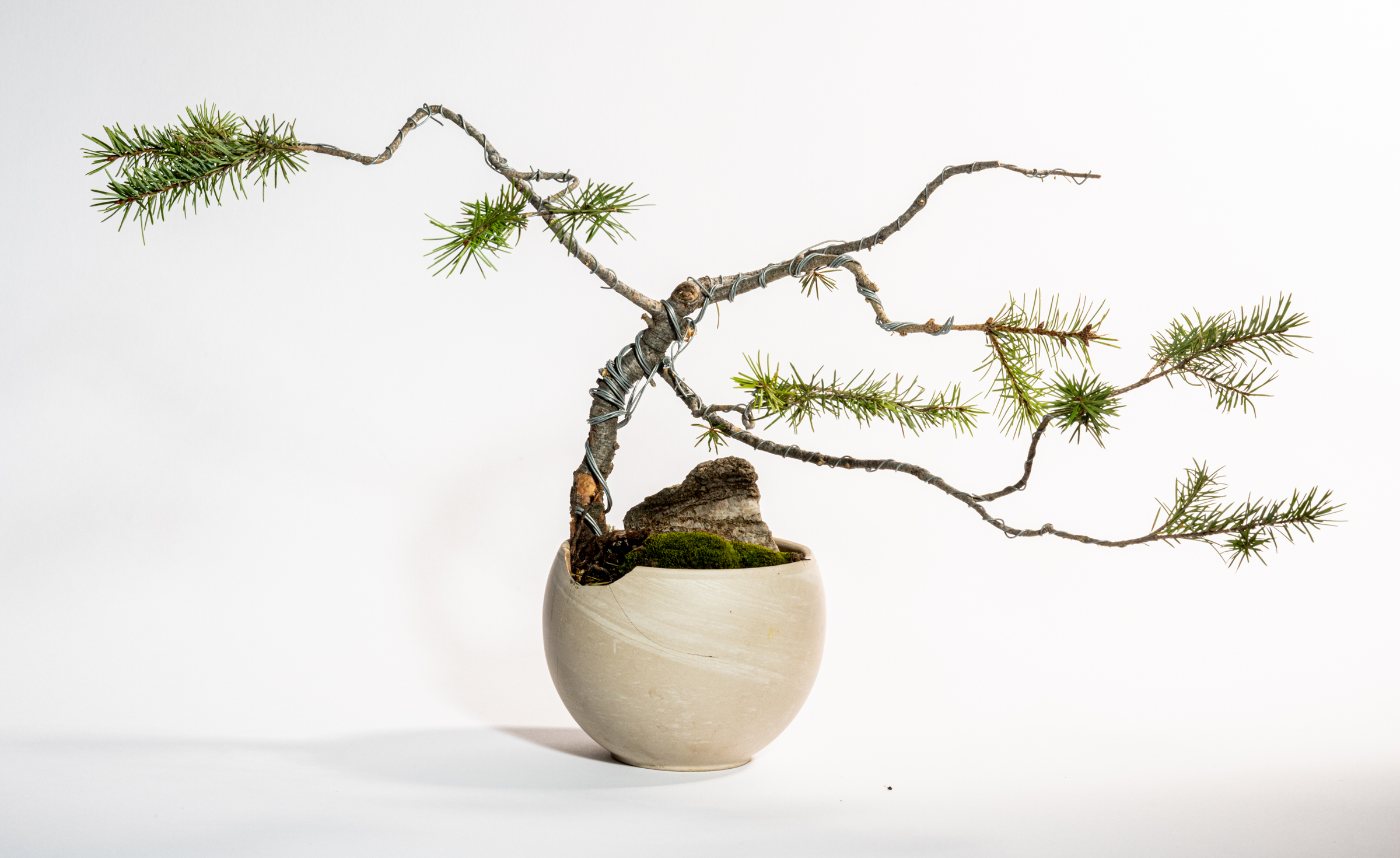 Exploring the Art of Bonsai: A Lodgepole Pine In The Books